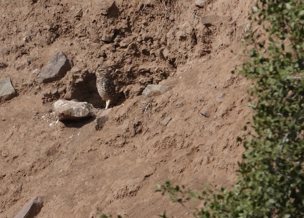 Burrowing Owl - ML654858123