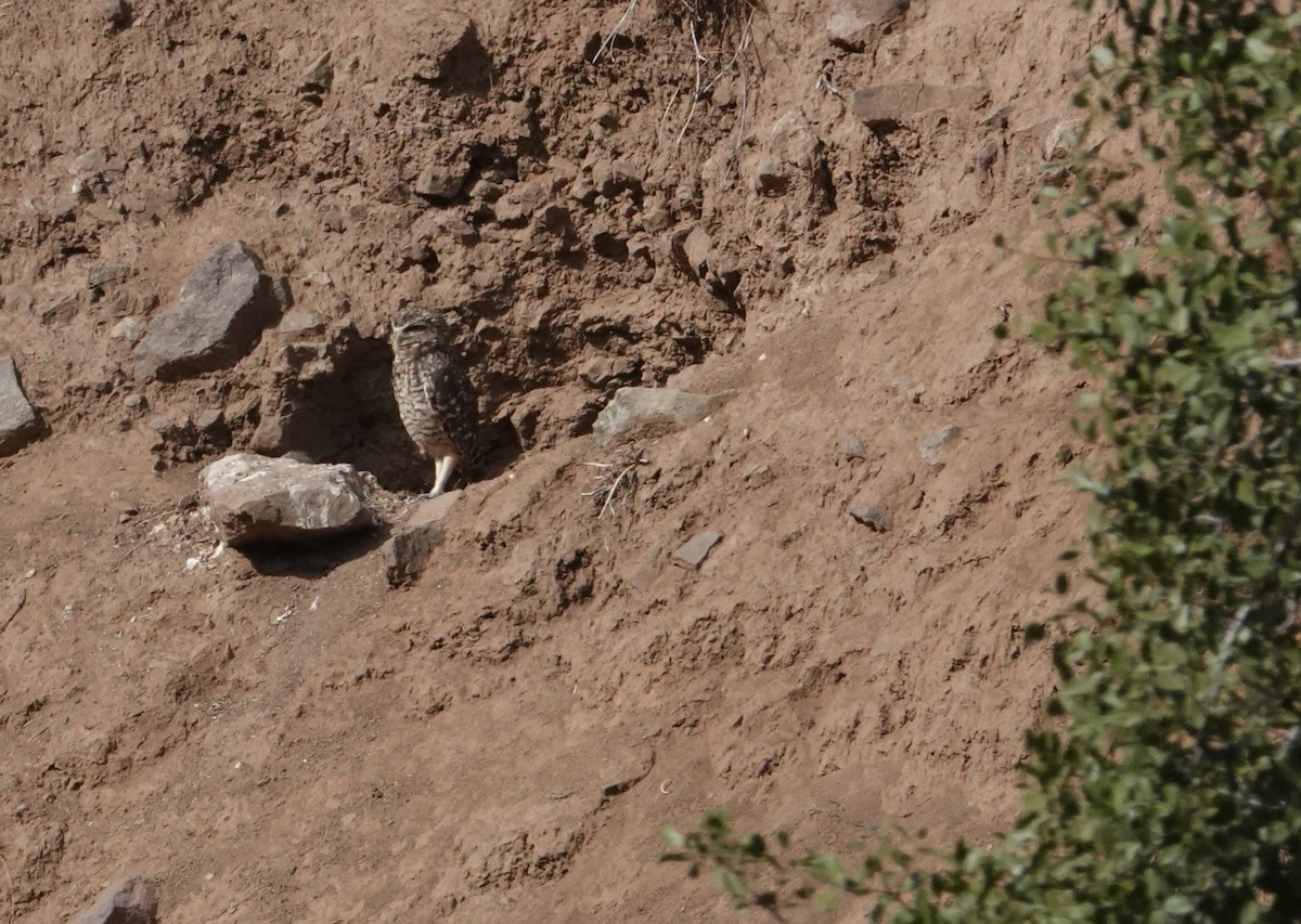 Burrowing Owl - ML654858126