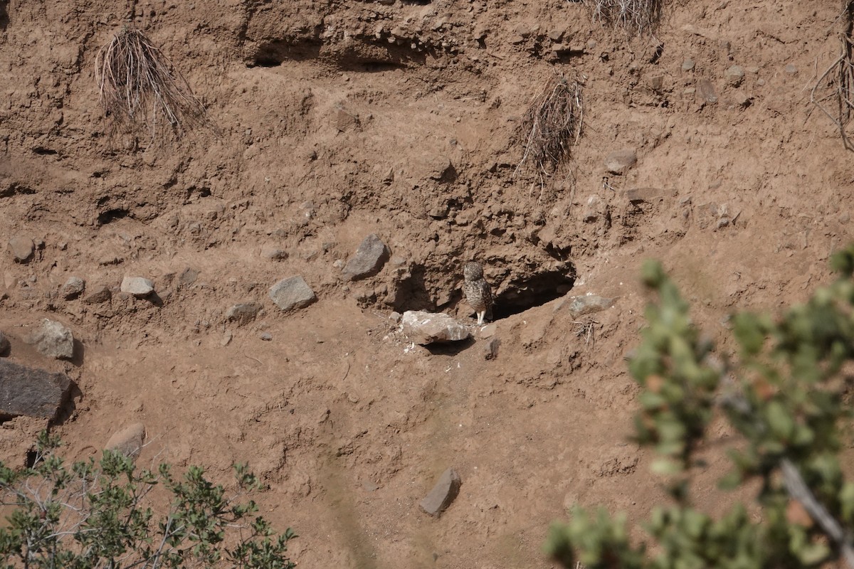 Burrowing Owl - ML654858127