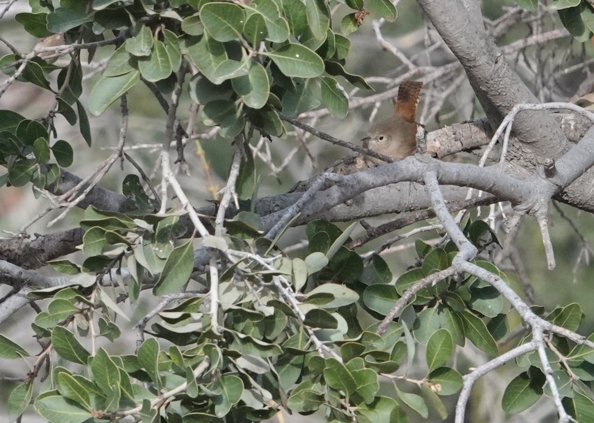 Southern House Wren - ML654858302