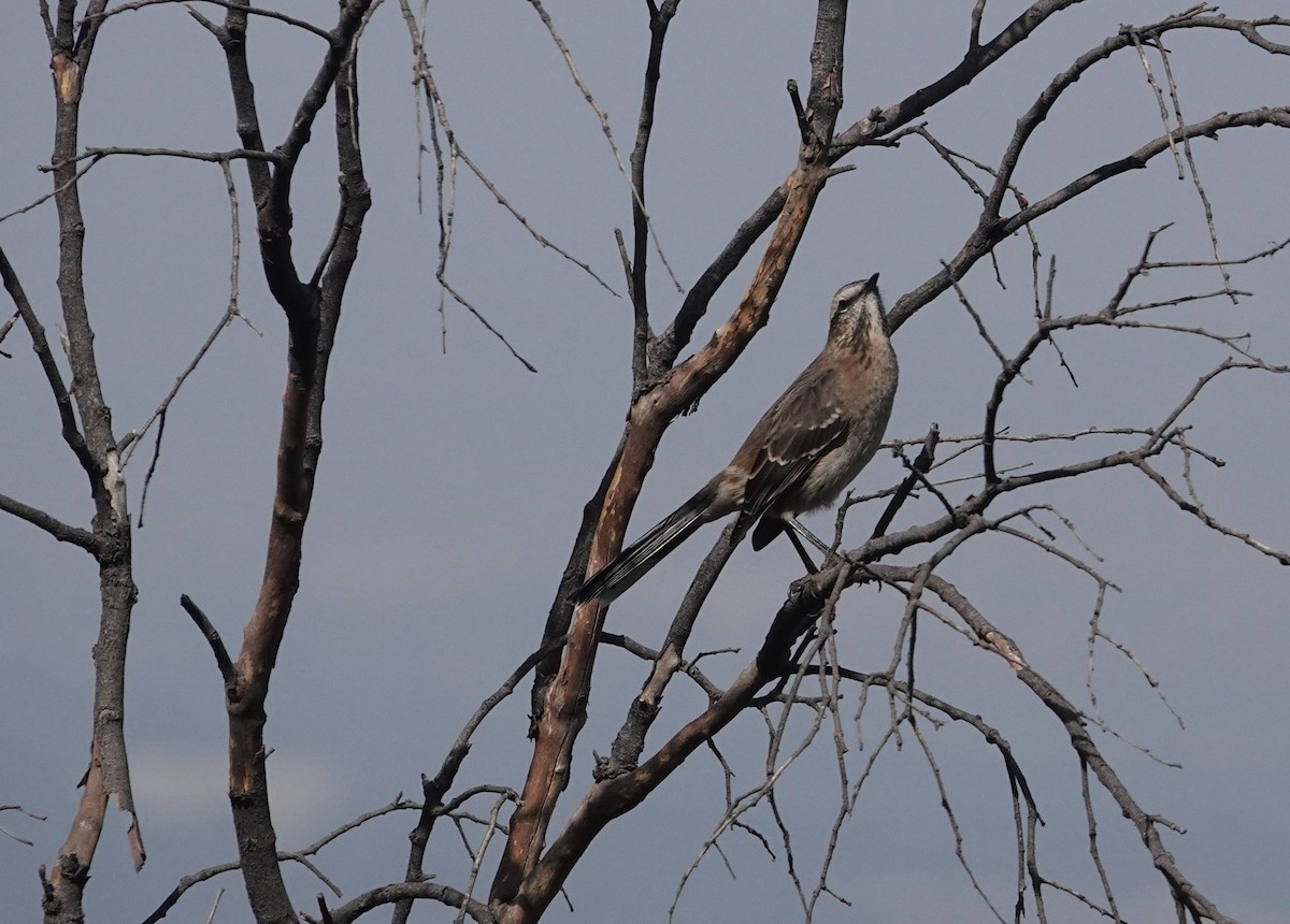 Chilean Mockingbird - ML654858334