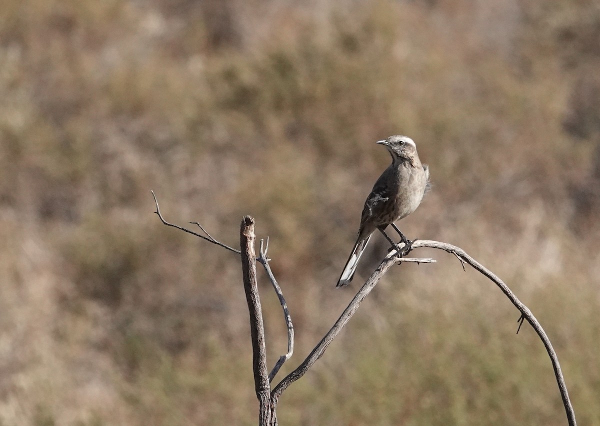 Chilean Mockingbird - ML654858335