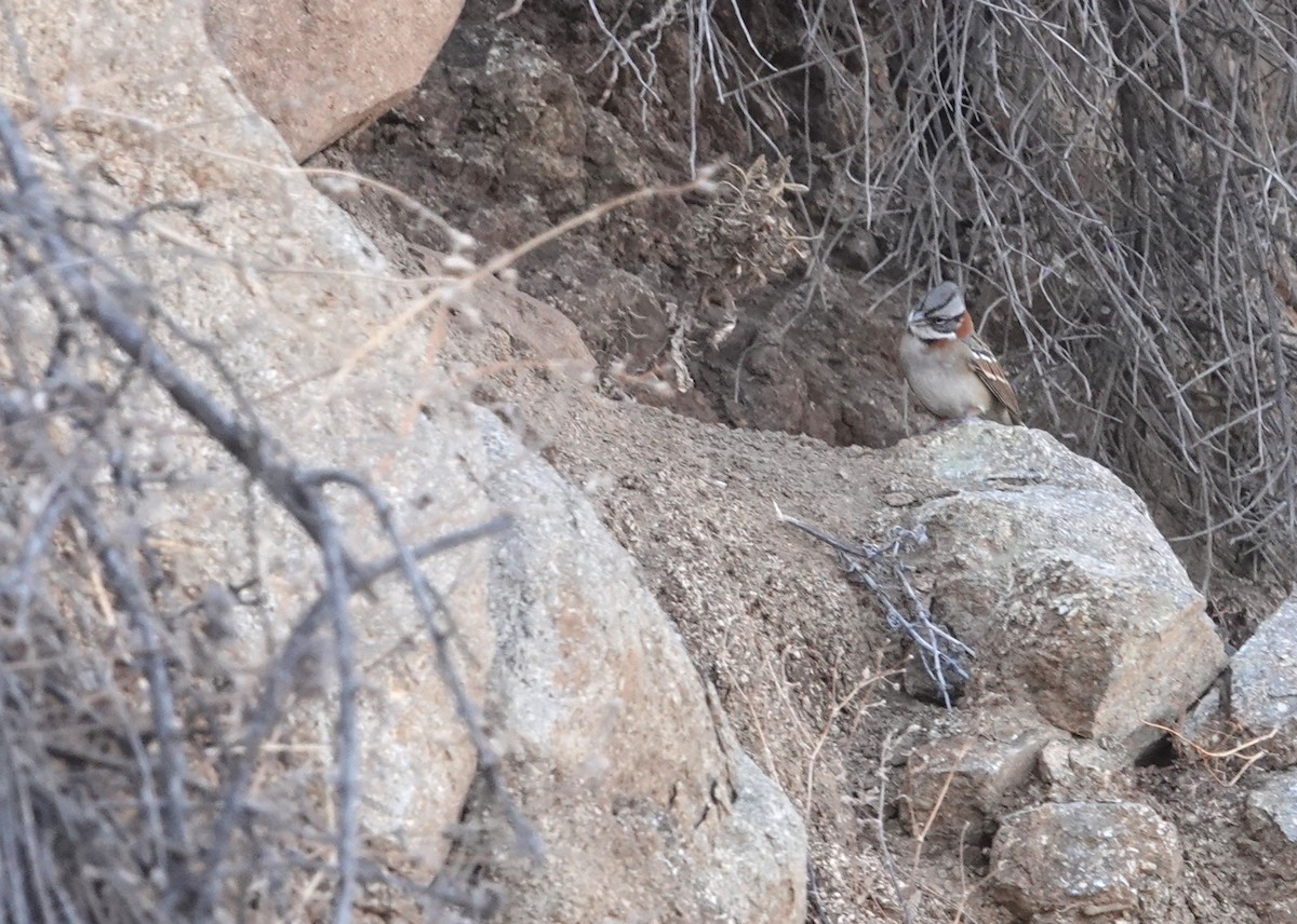 Rufous-collared Sparrow - ML654858351