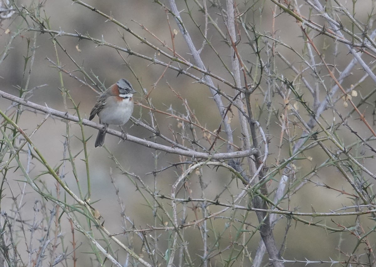 Rufous-collared Sparrow - ML654858352