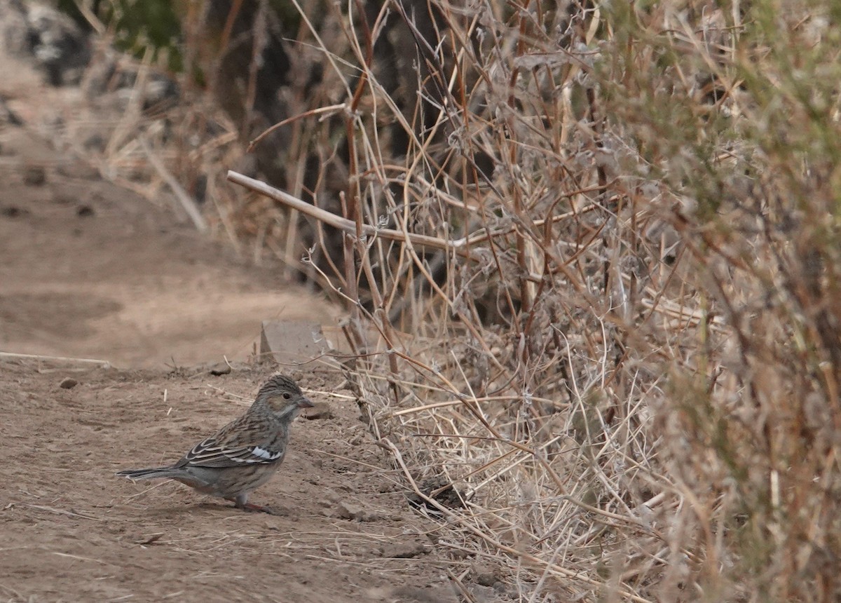 Mourning Sierra Finch - ML654858391