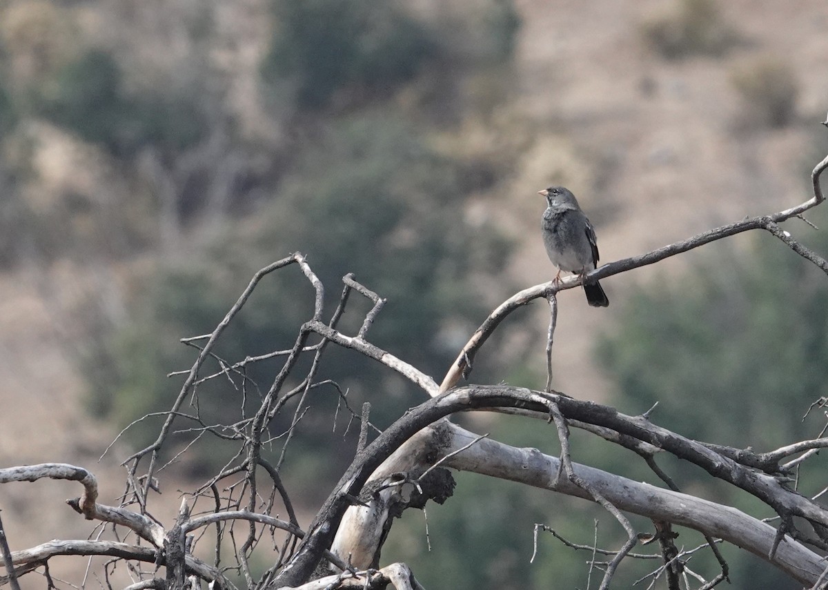 Mourning Sierra Finch - ML654858393