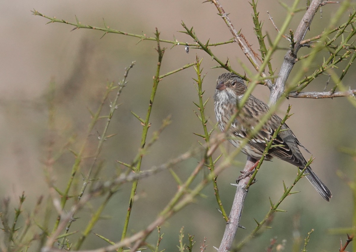 Mourning Sierra Finch - ML654858394