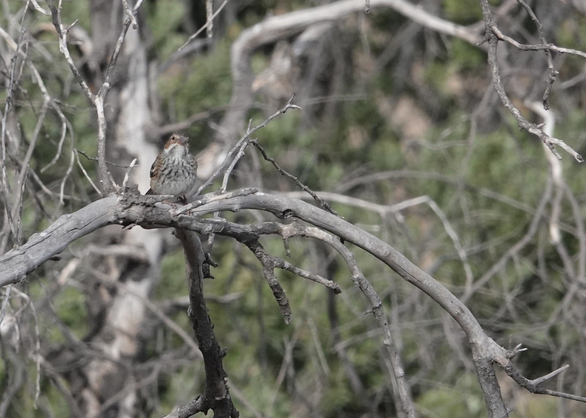 Mourning Sierra Finch - ML654858395
