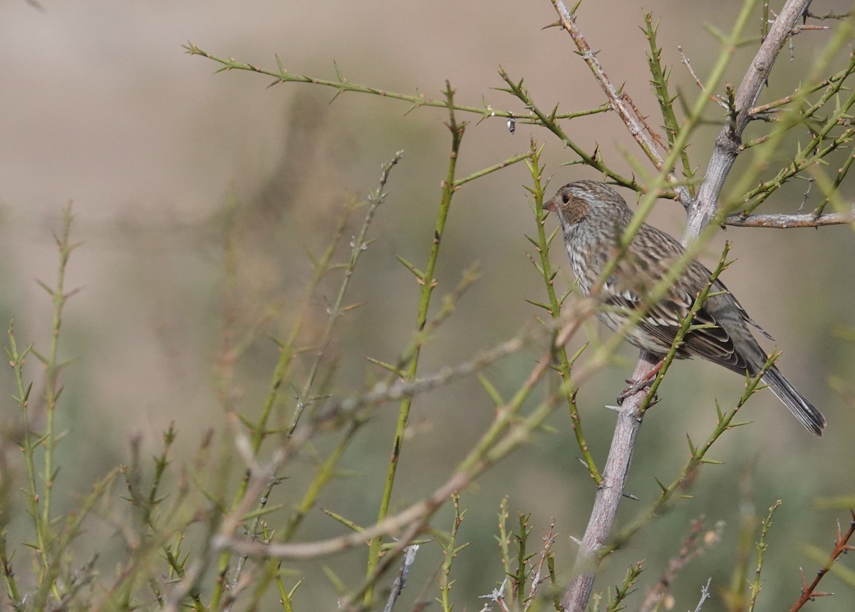 Mourning Sierra Finch - ML654858396