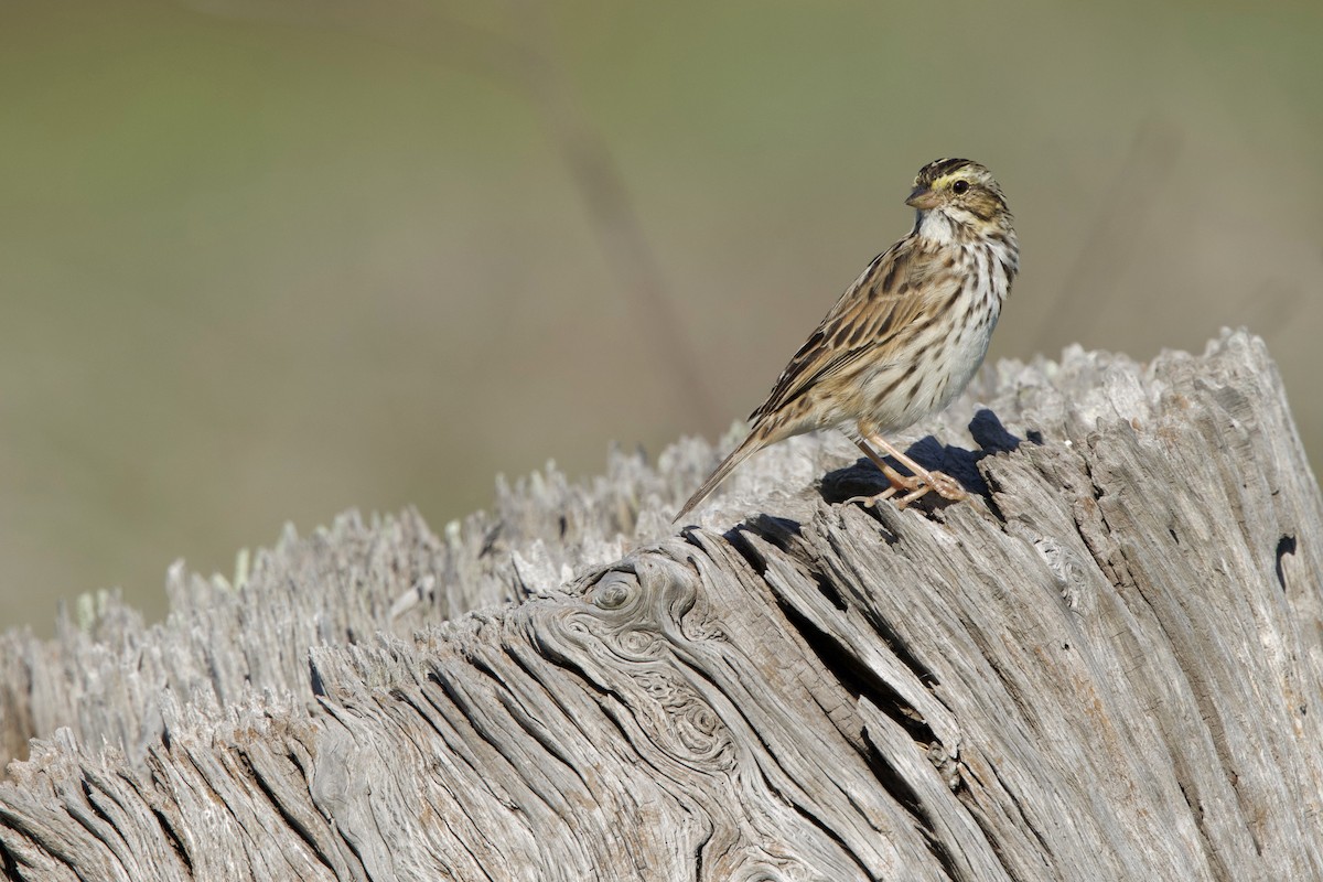 Savannah Sparrow - ML654858592