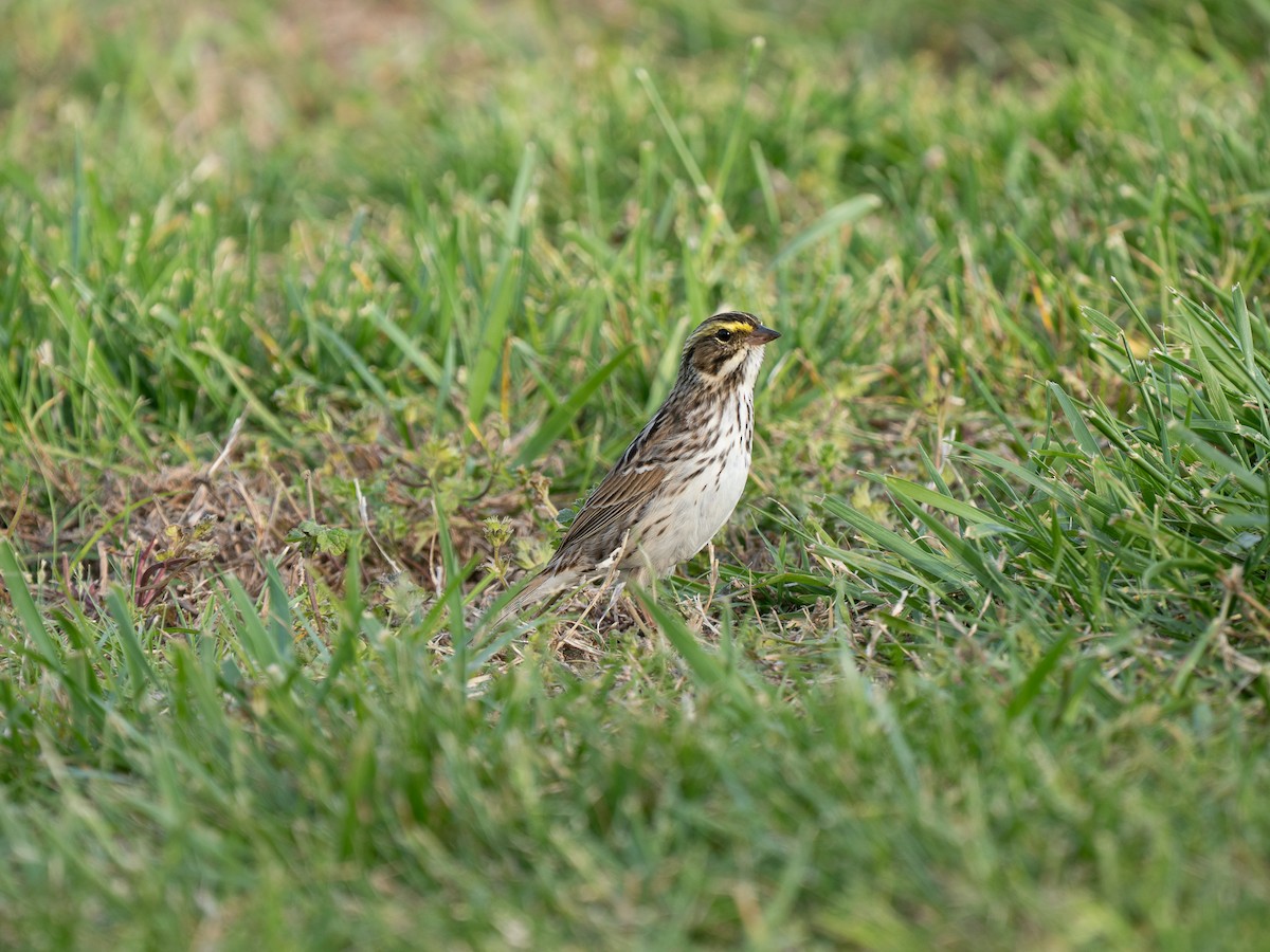 Savannah Sparrow - ML654858664