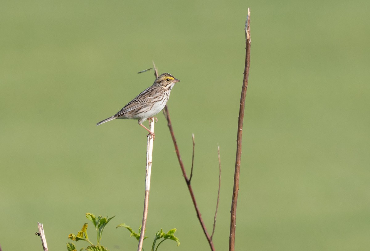 Savannah Sparrow - ML654858803