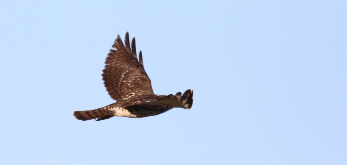 Breitflügelbussard - ML654858837