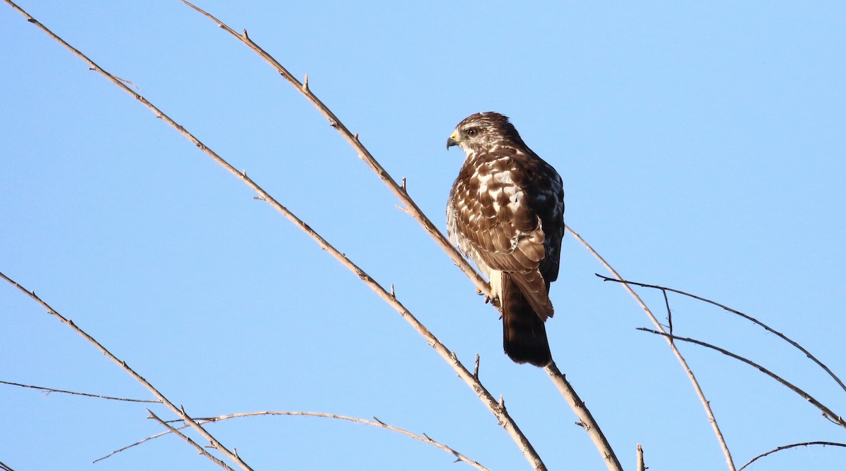 Breitflügelbussard - ML654858838