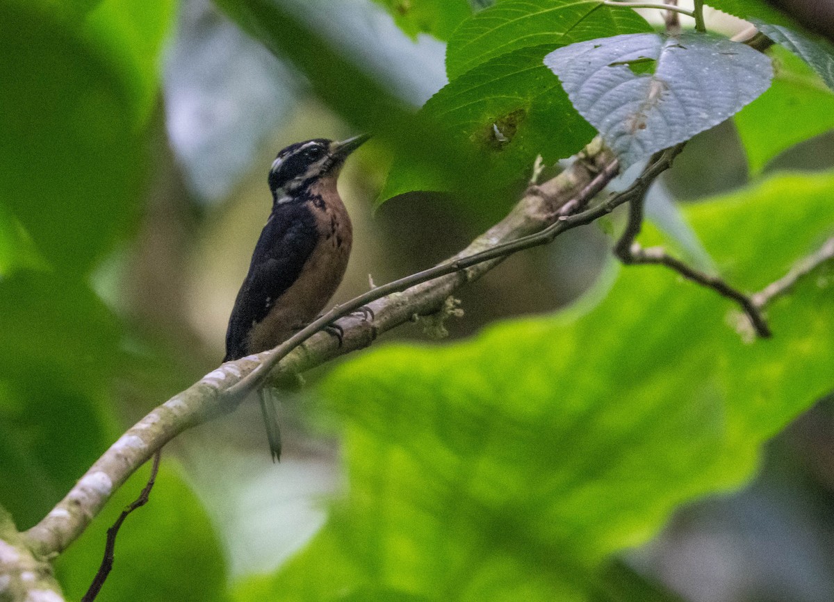 Hairy Woodpecker - ML654858878