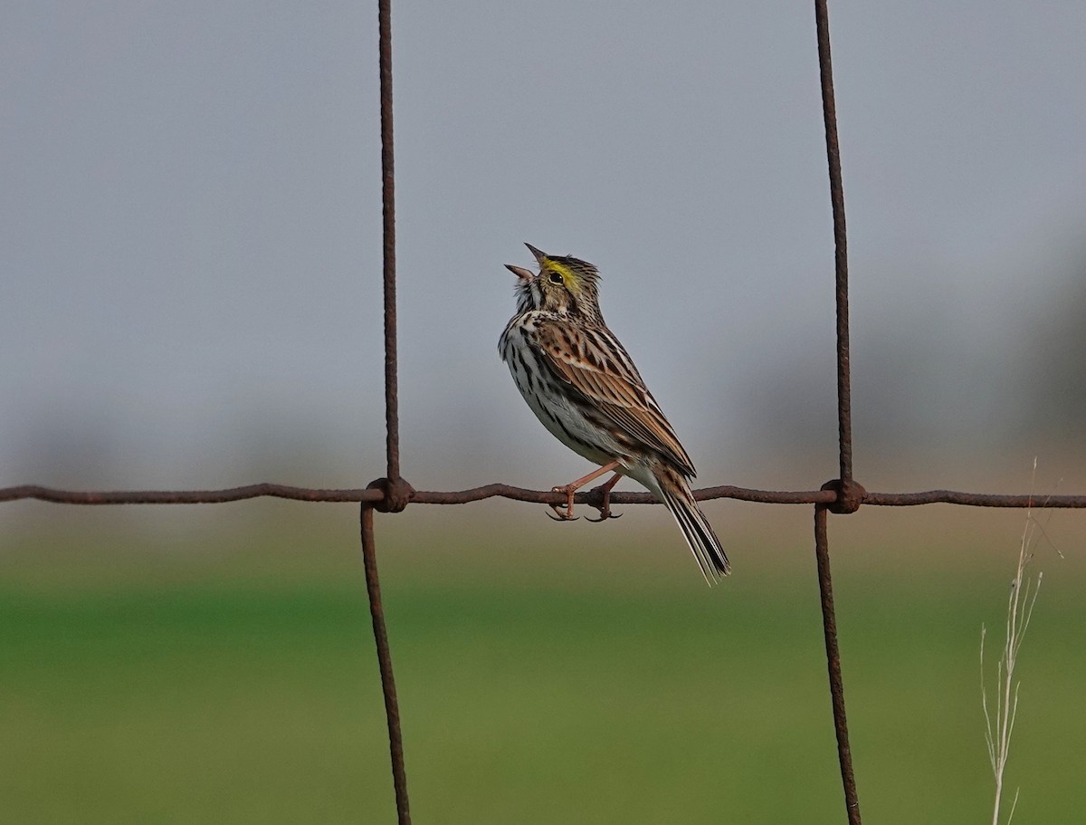 Savannah Sparrow - ML654858879