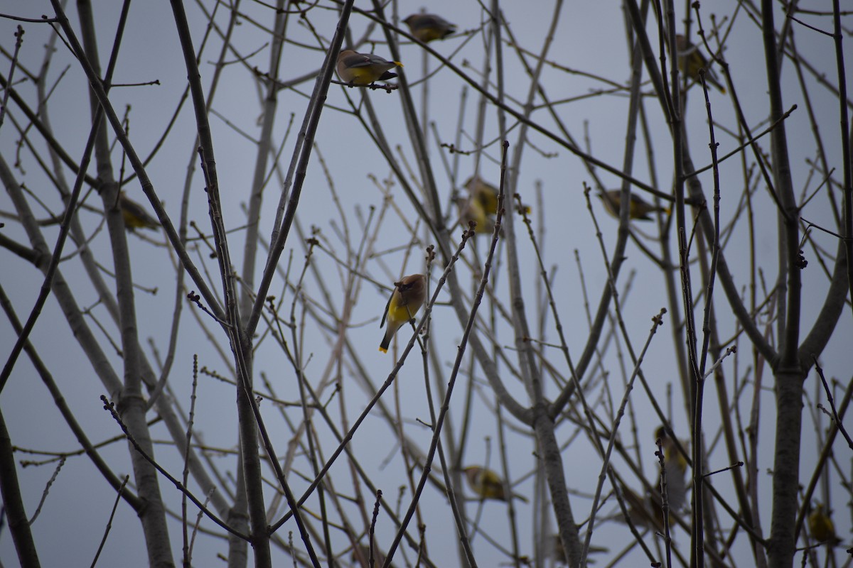 Cedar Waxwing - ML654858906