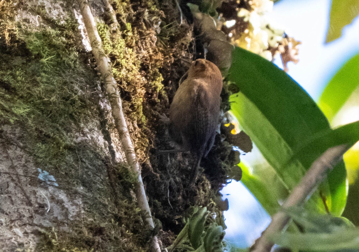 Ochraceous Wren - ML654858914