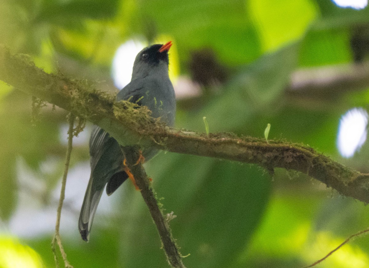 Black-faced Solitaire - ML654858955