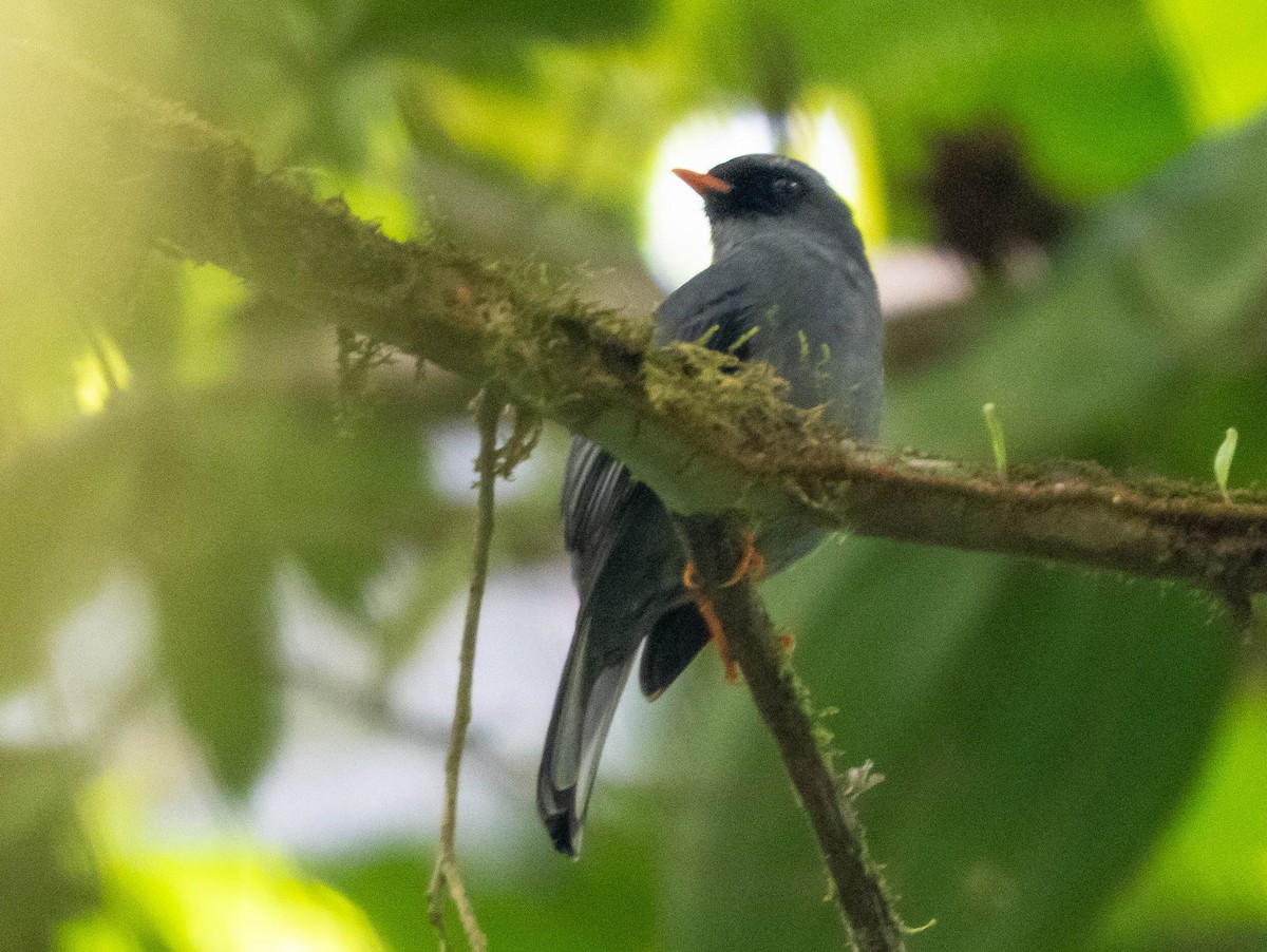 Black-faced Solitaire - ML654858956