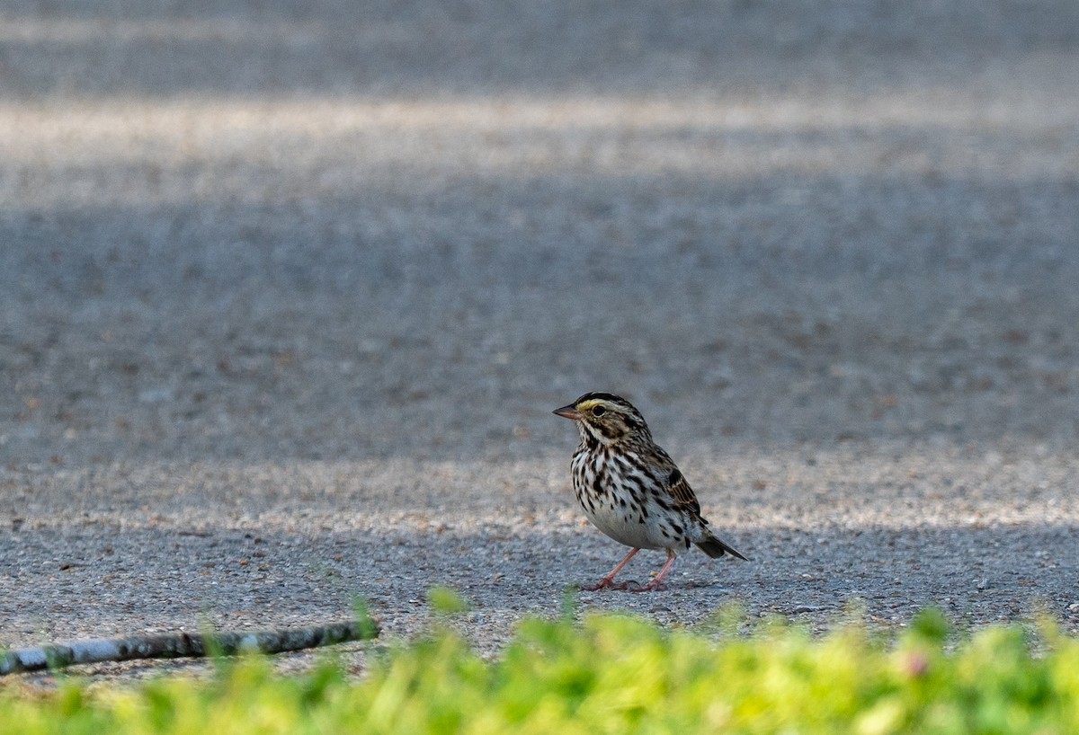 Savannah Sparrow - ML654858962