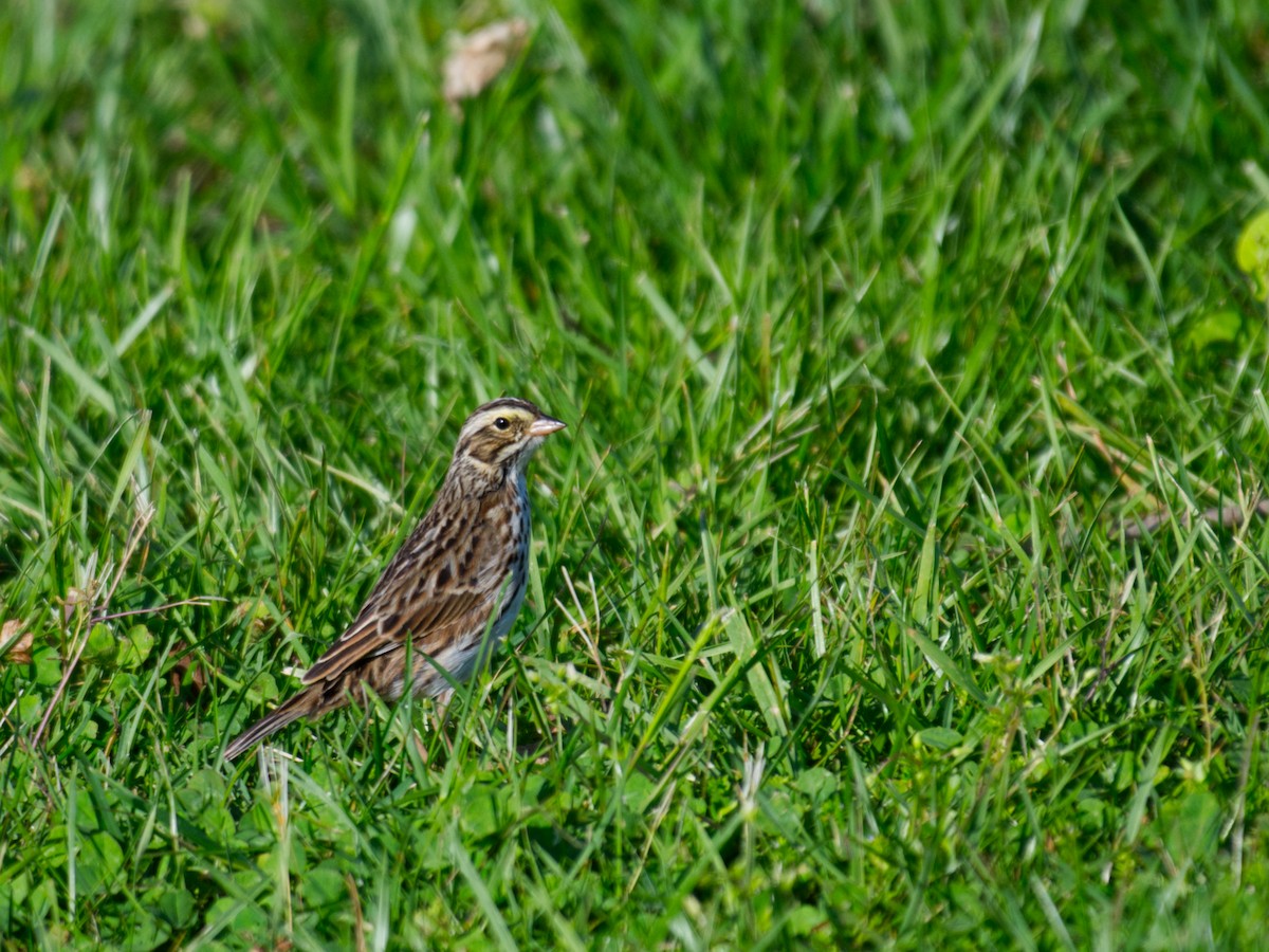 Savannah Sparrow - ML654859000