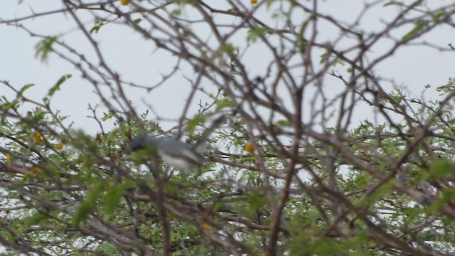 Amazonasmückenfänger - ML654859007