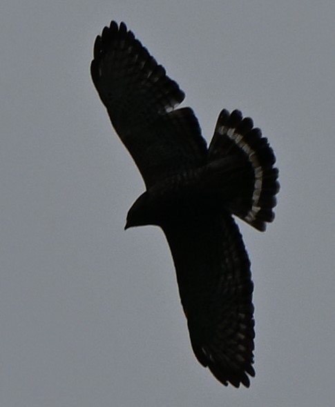 Breitflügelbussard - ML654859079