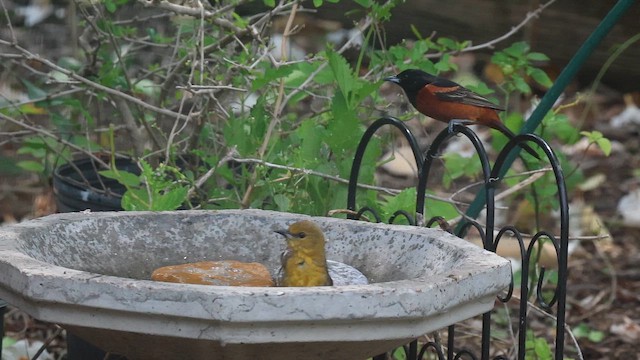 Gartentrupial - ML654859103