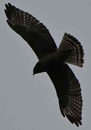 Breitflügelbussard - ML654859143