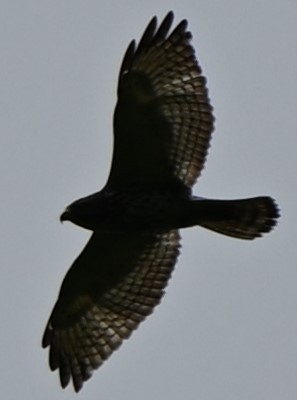 Breitflügelbussard - ML654859189