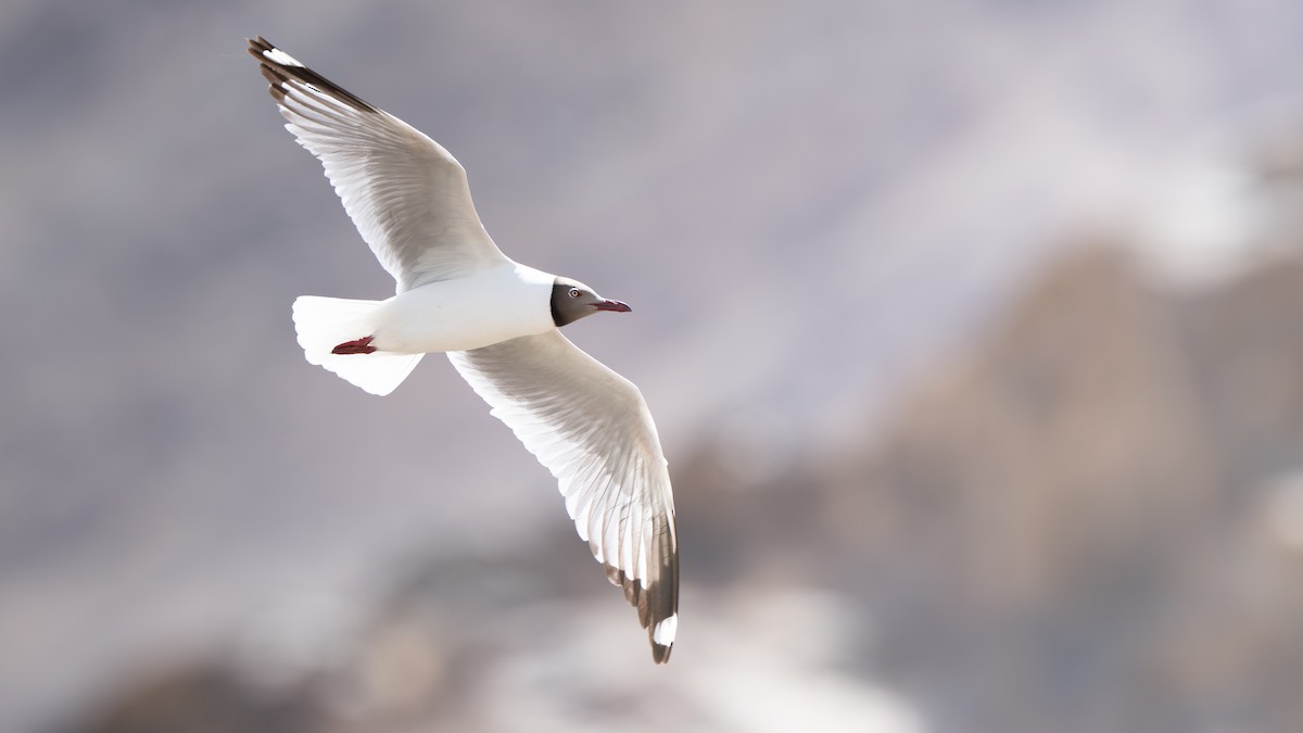 Brown-headed Gull - ML654859272