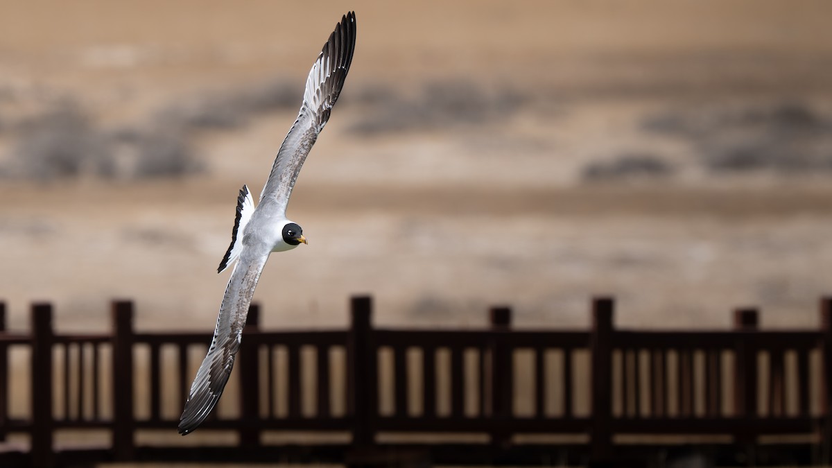 Pallas's Gull - ML654859288