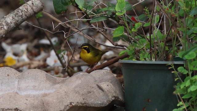 Kentuckygelbkehlchen - ML654859293