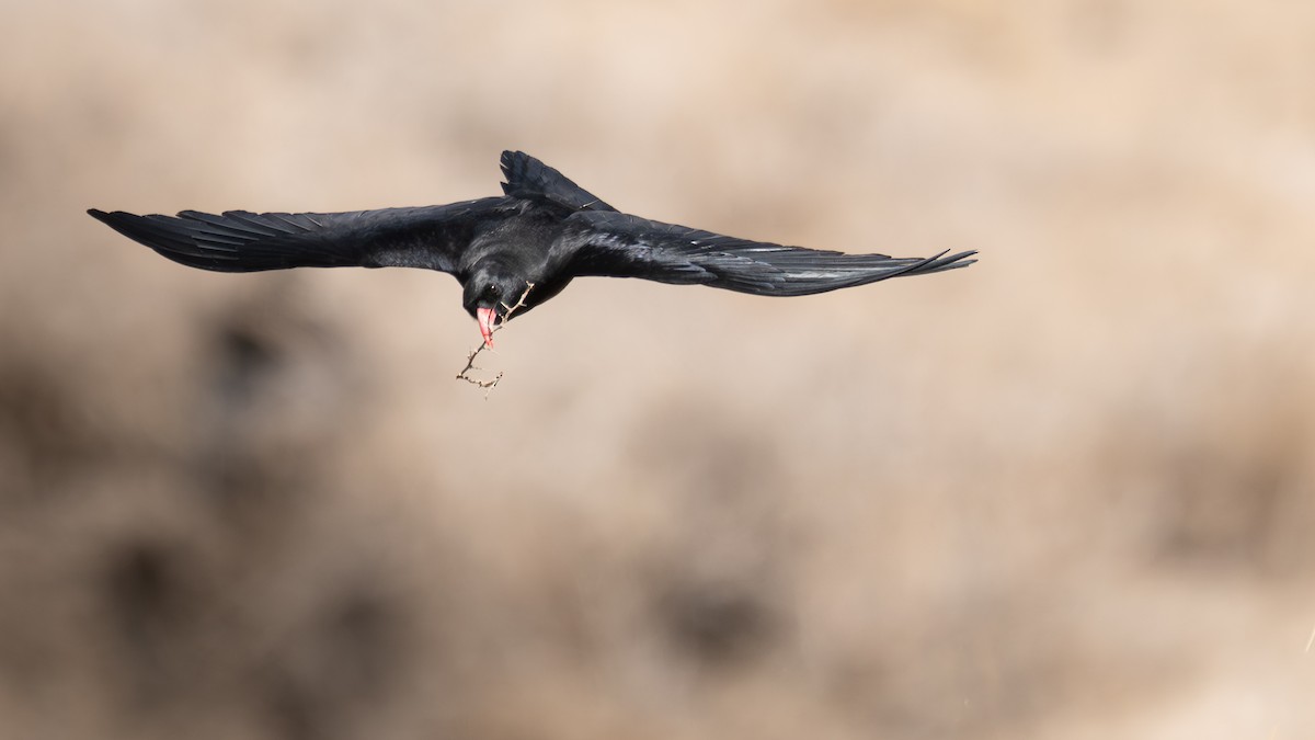 Red-billed Chough - ML654859353