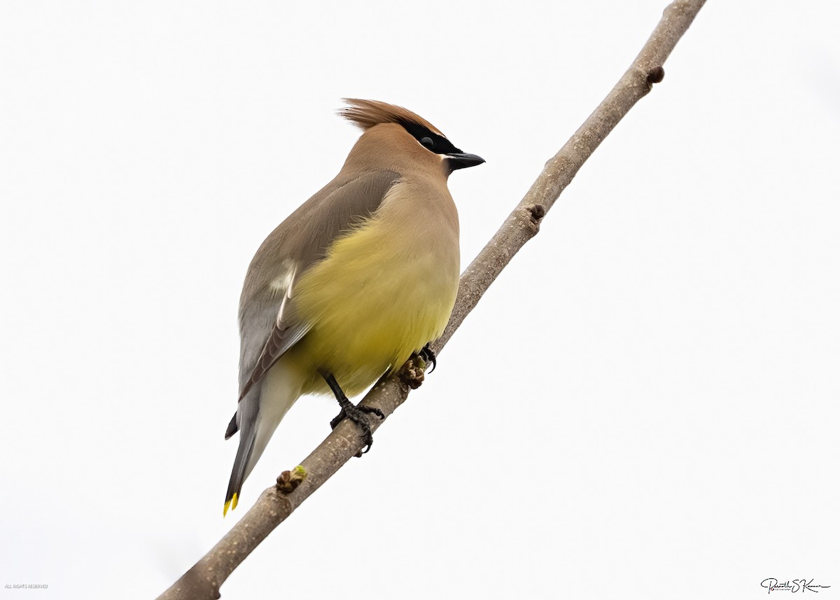 Cedar Waxwing - ML654859417