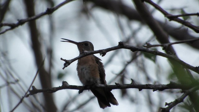 Zimtbrustkolibri - ML654859424