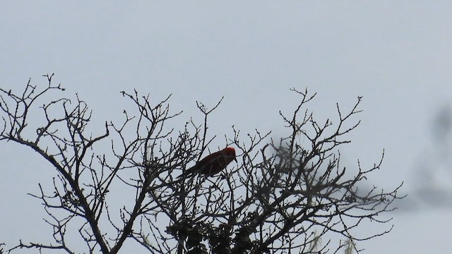 Apapanekleidervogel - ML654859484