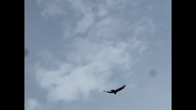 Truthahngeier - ML654859488