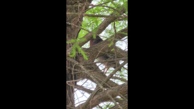 Grünreiher - ML654859537