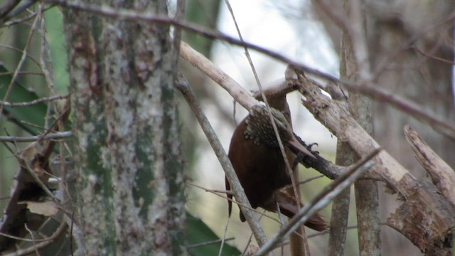 Spechtschnabel-Baumsteiger - ML654859546