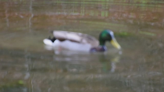 Stockente - ML654859606