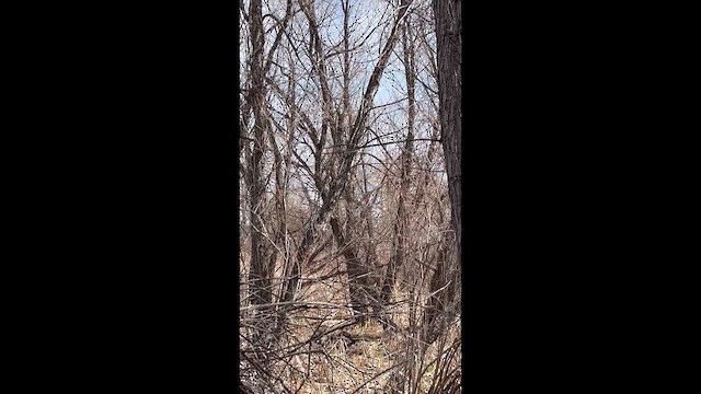 Virginiauhu - ML654859669