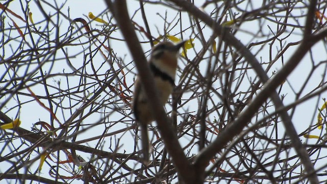 Rostkehl-Faulvogel - ML654859675