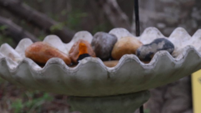 Maskentrupial - ML654859692