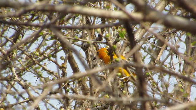 Orangebrusttrupial - ML654859699