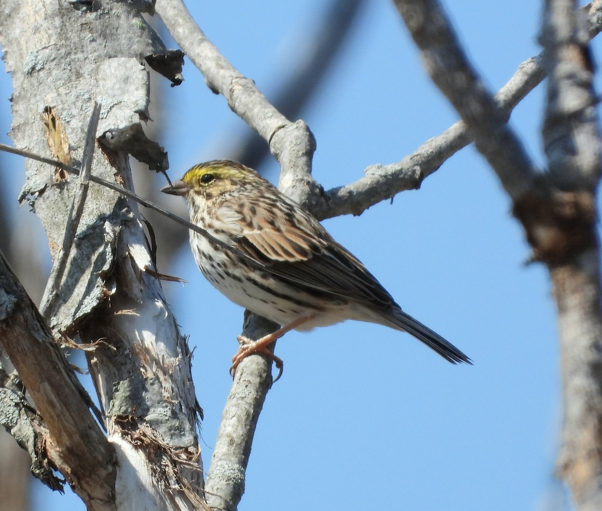 Savannah Sparrow - ML654859706