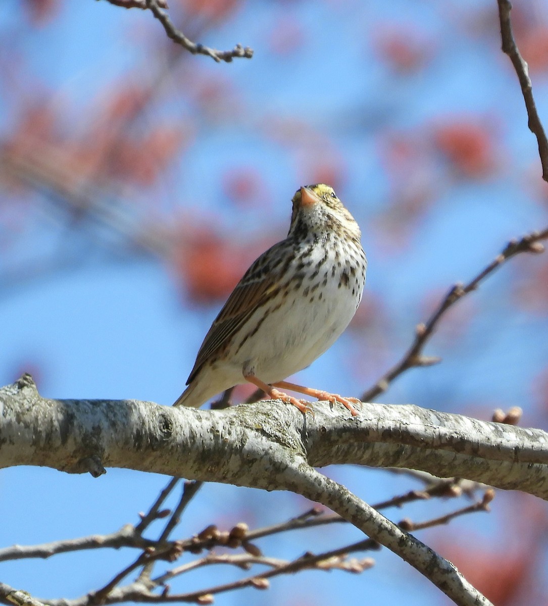Savannah Sparrow - ML654859707