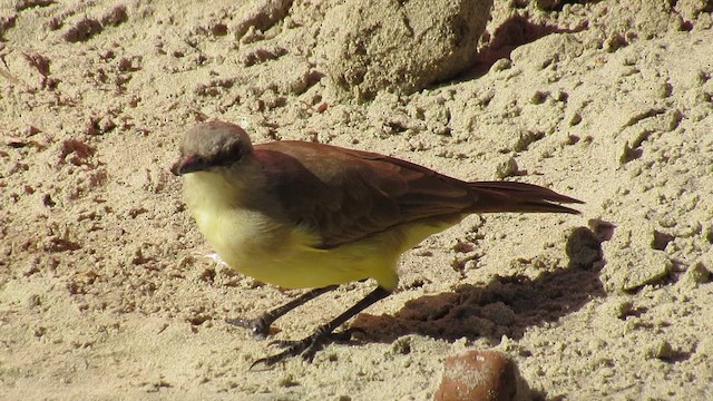 Graslandtyrann - ML654859730