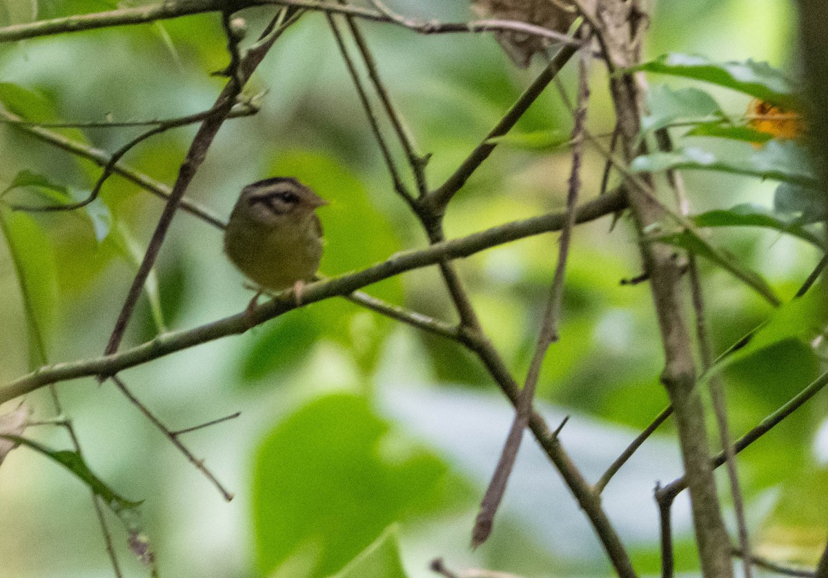 Costa Rican Warbler - ML654859760